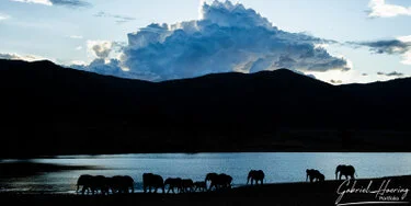 Elefanti in controluce vicino all’acqua nel Mkomazi National Park in Tanzania