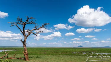 Savana aperta e albero solitario nel Tarangire durante un safari fotografico in Tanzania