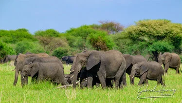 Famiglia di elefanti nella savana del Tarangire durante la stagione verde in Tanzania