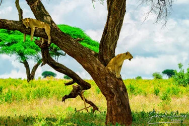 Leone tra gli alberi nel Tarangire National Park durante un safari fotografico in Tanzania