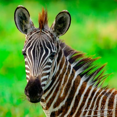 Giovane zebra in primo piano nel Tarangire National Park durante un safari fotografico