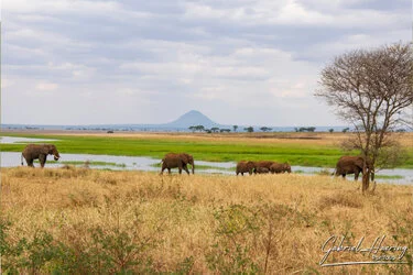 Paesaggio aperto del Tarangire National Park durante un safari fotografico in Tanzania a giugno