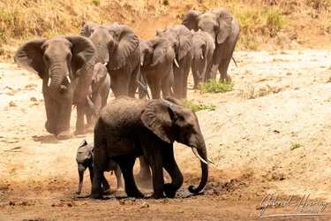 Branco di elefanti con piccolo in cammino nella polvere di Tarangire durante un safari fotografico