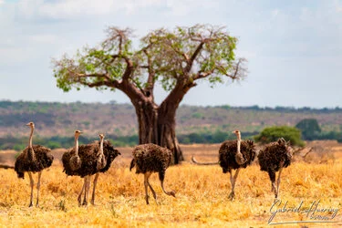 Struzzi sotto un grande baobab nel Parco Nazionale di Tarangire durante la stagione secca