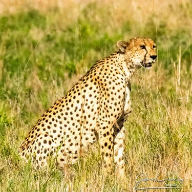 Ghepardo in cerca di preda Parco Nazionale di Tarangire durante la stagione secca