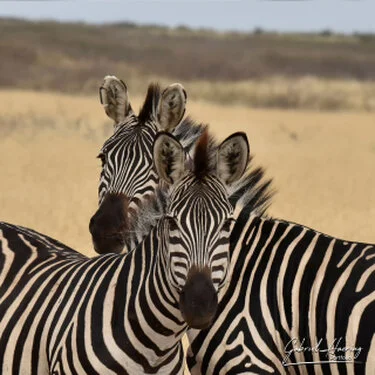 Zebre ci osservano incuriosite nel Parco Nazionale di Tarangire durante la stagione secca