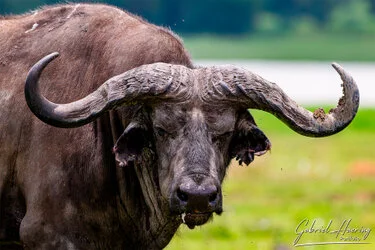 Primo piano di bufalo africano nel Cratere di Ngorongoro durante un safari wildlife