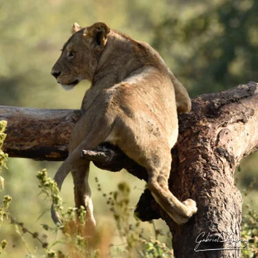Leone nel Cratere di Ngorongoro durante un safari fotografico nella Tanzania settentrionale