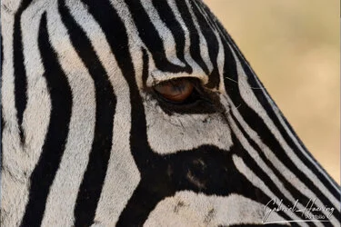 Dettaglio dell’occhio e delle strisce di una zebra durante un safari fotografico a Ngorongoro