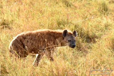 Iena maculata nell’erba del Serengeti durante un safari wildlife nella stagione secca