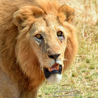 Ritratto di leone maschio nel Serengeti durante un safari fotografico nella regione di Grumeti