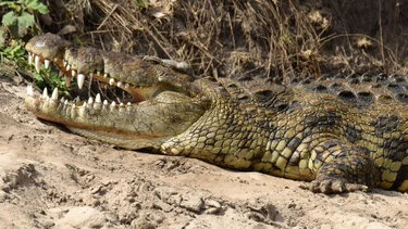Coccodrillo del Nilo sulle rive di un corso d’acqua nel Serengeti durante un safari fotografico
