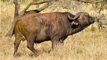 Bufalo africano nella savana del Serengeti durante un safari fotografico in Tanzania