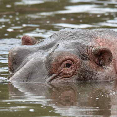 Primo piano di ippopotamo immerso nell’acqua nel Serengeti durante un safari fotografico in Tanzania