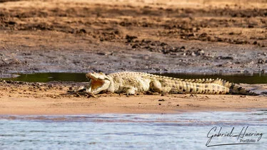 Coccodrillo del Nilo sulla riva sabbiosa nel Parco Nazionale di Nyerere, ex Selous