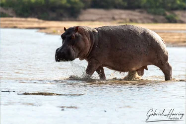 Ippopotamo che attraversa l’acqua nel Parco Nazionale di Nyerere durante un safari fotografico