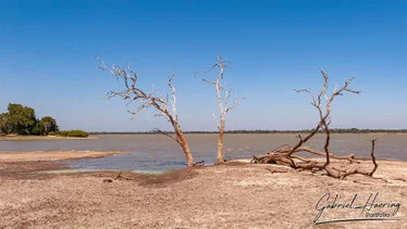 Paesaggio fluviale con alberi secchi e acqua nel Parco Nazionale di Nyerere, Tanzania meridionale