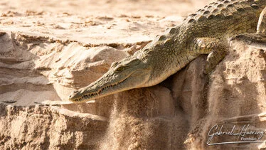 Coccodrillo del Nilo sulla riva nel Parco Nazionale di Nyerere