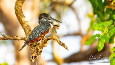 artin pescatore con una preda nel Parco Nazionale di Nyerere in Tanzania