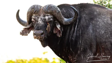 Maschio di Buffalo sull rive del fiume Rufiji nel parco nazionale di  Nyerere,Tanzania