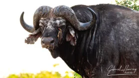 Bufalo africano nel Parco Nazionale di Nyerere durante un safari fotografico in Tanzania meridionale