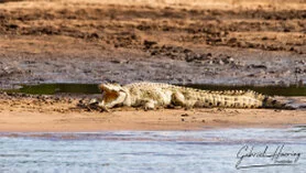 Coccodrillo del Nilo sulla riva sabbiosa nel Parco Nazionale di Nyerere, ex Selous