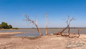 Paesaggio fluviale con alberi secchi e acqua nel Parco Nazionale di Nyerere, Tanzania meridionale