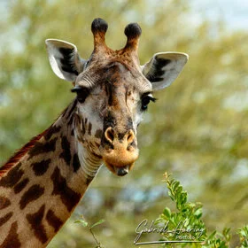 Ritratto di giraffa nella savana del Parco Nazionale di Ruaha durante un safari fotografico