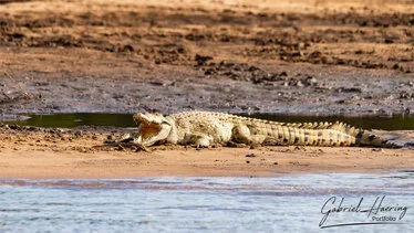 Coccodrillo del Nilo sulle rive del fiume Rufiji nel Parco Nazionale di Nyerere