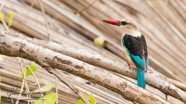 Martin pescatore nel Parco Nazionale di Nyerere durante un safari fotografico