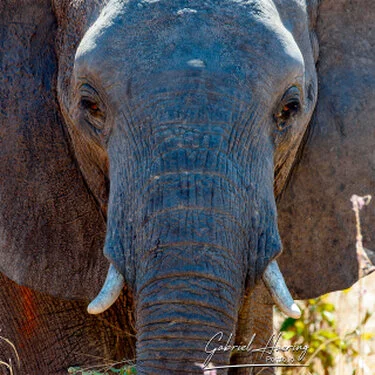 Primo piano di un elefante nel Parco Nazionale di Ruaha durante un safari fotografico