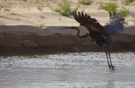 Uccelli e paesaggio aperto nel Parco Nazionale di Katavi durante un safari fotografico in Tanzania
