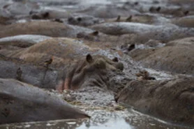 Ippopotamo nelle pozze del Parco Nazionale di Katavi durante un safari fotografico in Tanzania