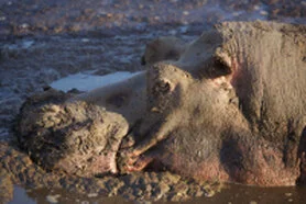 Ippopotami concentrati nelle acque del Parco Nazionale di Katavi durante la stagione secca