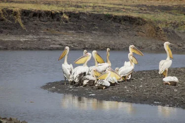 Pellicani africani lungo una zona umida del Parco Nazionale di Katavi