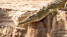 Coccodrillo del Nilo sulle rive del Rufiji nel Parco Nazionale di Nyerere