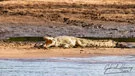 Coccodrillo del Nilo sulle rive del Rufiji nel Parco Nazionale di Nyerere