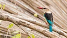 Martin pescatore sulle rive del Rufiji nel Parco Nazionale di Nyerere