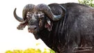 Buffalo sulle rive del Rufiji nel Parco Nazionale di Nyerere