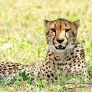 Cheetah on the Ndutu plains during a photographic safari in Tanzania