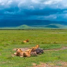Lions in the Ngorongoro crater during a photographic safari in Tanzania
