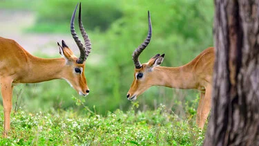 Due impala maschi lottano nell