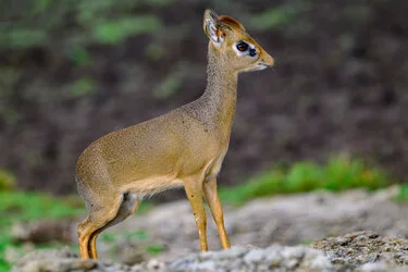 Dik Dik (la piu