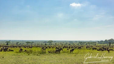 Mandrie nelle pianure verdi del Serengeti durante un safari fotografico nella stagione verde