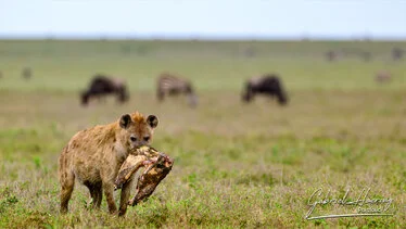 Iena maculata con preda nel Serengeti durante la stagione verde in Tanzania
