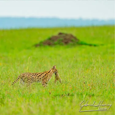 Serval nell’erba verde del Serengeti durante un safari fotografico in Tanzania