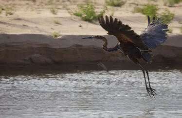 Uccelli e paesaggio aperto nel Parco Nazionale di Katavi durante un safari fotografico in Tanzania