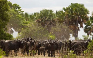 Beautiful lanscape can be observed in Katavi National Park during a private photographic safari