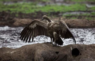 Beautiful lanscape can be observed in Katavi National Park during a private photographic safari