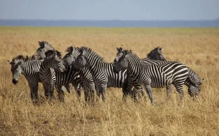 Beautiful lanscape can be observed in Katavi National Park during a private photographic safari